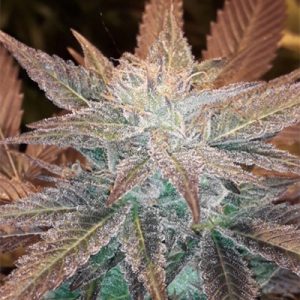 Black Domina Fast Photo Fem-3967