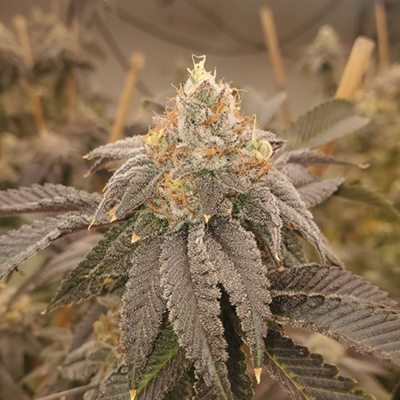 Black Domina Fast Photo Fem-3966