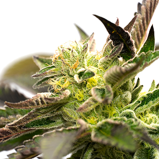 Black Jack Auto Fem-0