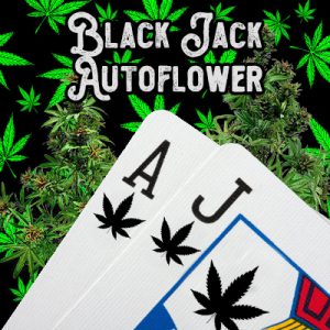 Black Jack Auto Fem-3002