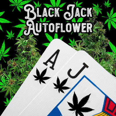 Black Jack Auto Fem-3002
