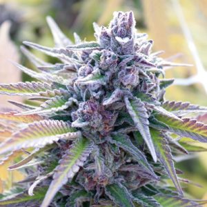 Black Jack Photo Fem-0