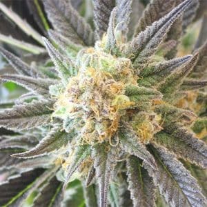 Black Jack Photo Fem