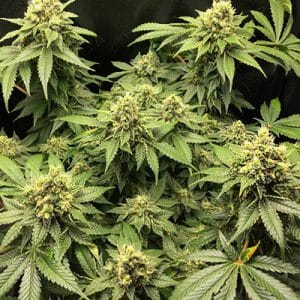 Black Jack Photo Fem