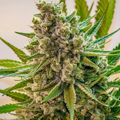 Black Princess Photo Fem-0