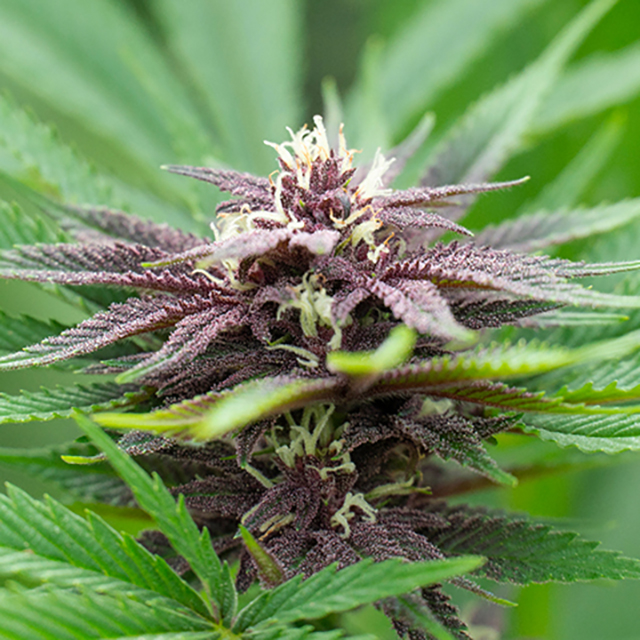 Black Purple Cheese Photo Fem-0