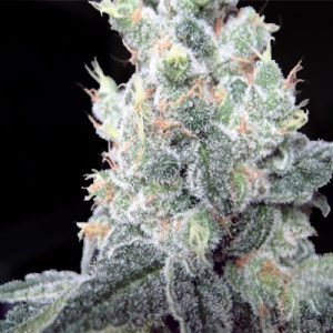 Black Rhino Photo Fem-0