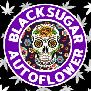 Black Sugar Auto Fem-4190