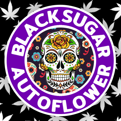 Black Sugar Auto Fem-4190