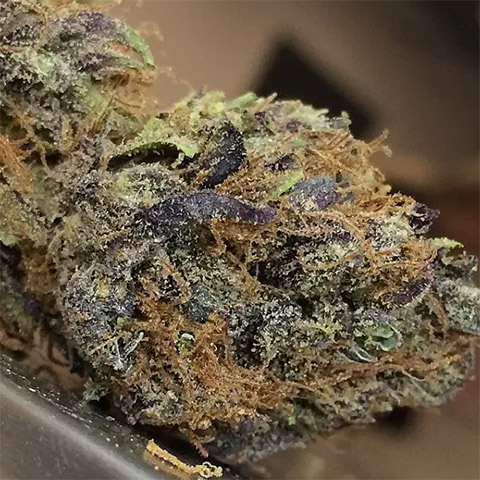 Black Purple Cheese Photo Fem-4254