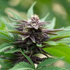 Blackberry Auto Fem-0
