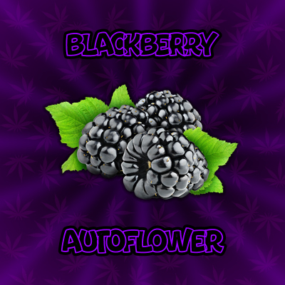 Blackberry Auto Fem-1354