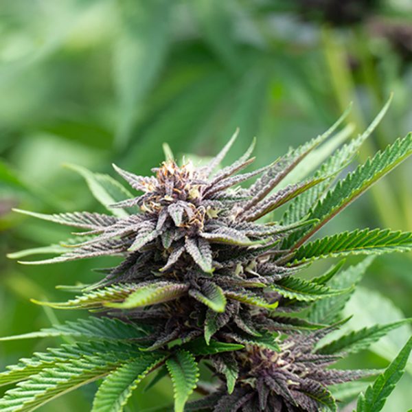 Blackberry Kush Photo Fem-3284