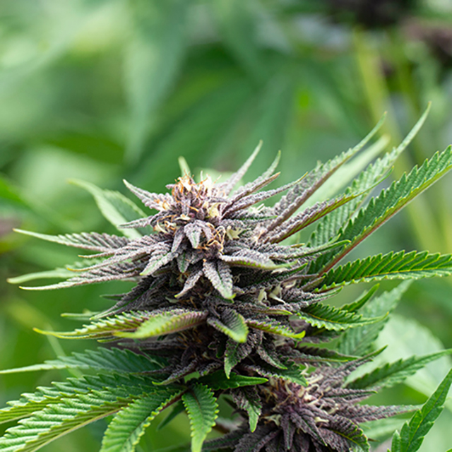 Blackberry Kush Photo Fem-3284