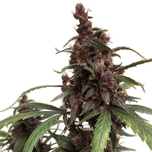 Blackberry Moonrocks Auto Fem-1617