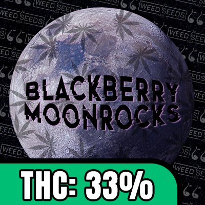 Blackberry Moonrocks Photo Fem-1884