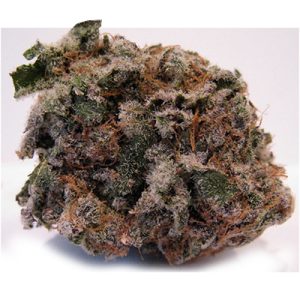 Blackberry Pie Photo Fem-0