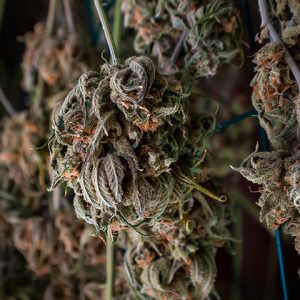Blue Amnesia Photo Reg-0