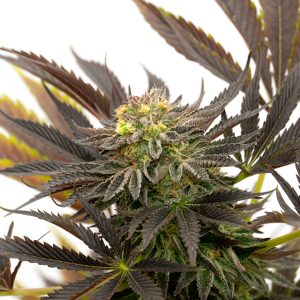 Blue Badazz OG Photo Fem-0