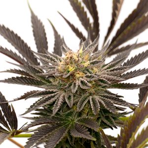 Blue Cheese Auto Fem-0