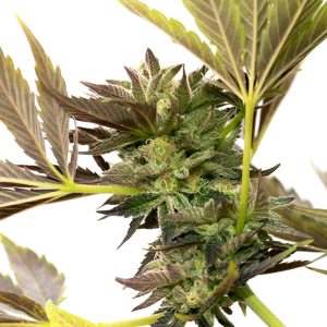 Blue Cheese Photo Fem-0