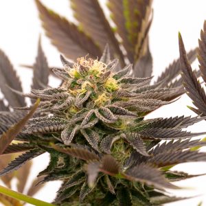 Blue Cinderella Fast Photo Fem-0