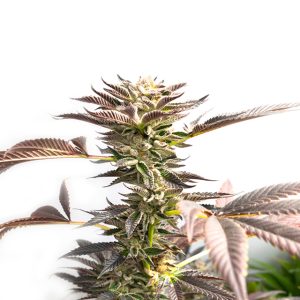 Blue Cinderella Photo Fem-0