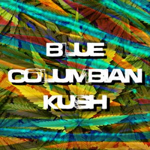 Blue Columbian Kush Photo Fem-1993