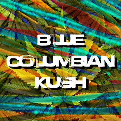 Blue Columbian Kush Photo Fem-1993