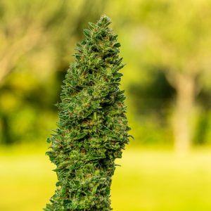 Blue Cookies Photo Fem-3679