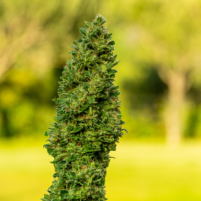 Blue Cookies Photo Fem-3679