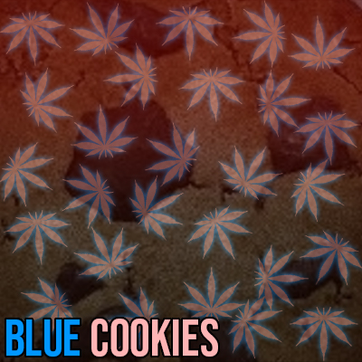 Blue Cookies Photo Fem-4181