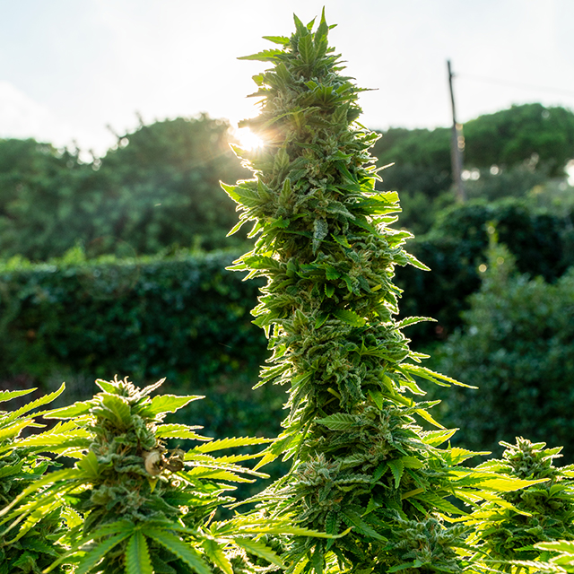 Blue Cookies Photo Fem-0