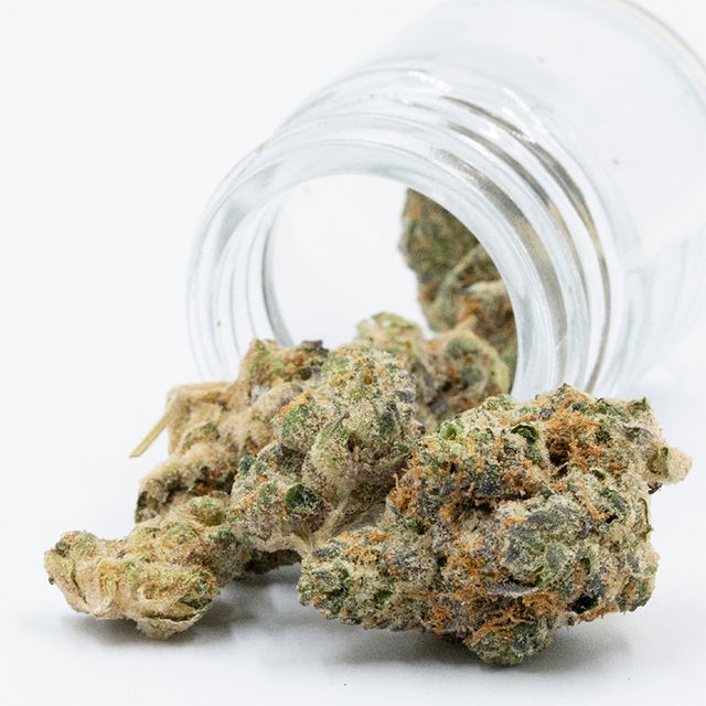 Blue Cream Cheese Auto Fem-3864