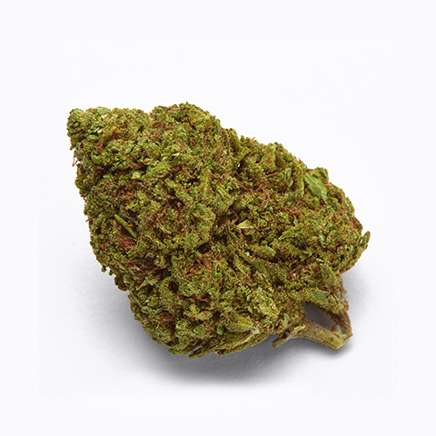 Blue Cream Cheese Auto Fem-4293