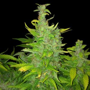 Blue Diesel Auto Fem-0