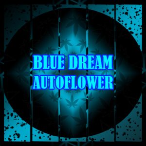 Blue Dream Auto Fem-1369