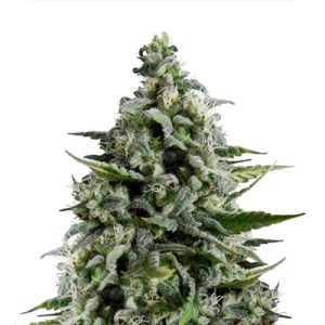 Blue Exodus Cheese Photo Fem-0