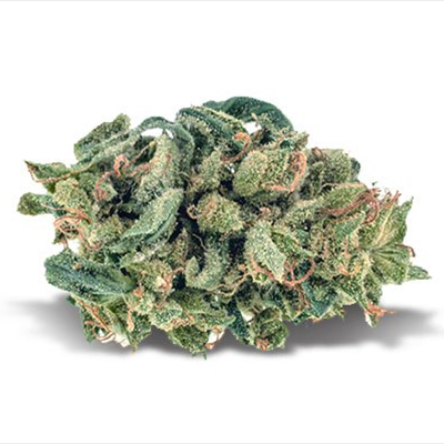 Blue Exodus Cheese Photo Fem-3796
