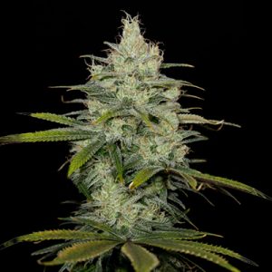 Blue Exodus Cheese Photo Fem-4261