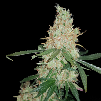Blue Exodus Cheese Photo Fem-4262