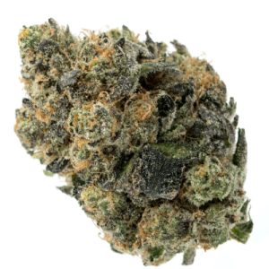 Blue Girl Scout Band Photo Fem-4275