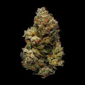 Blue Primate Auto Fem-1483