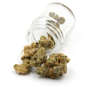 Blue Jack Herer Auto Fem-3296