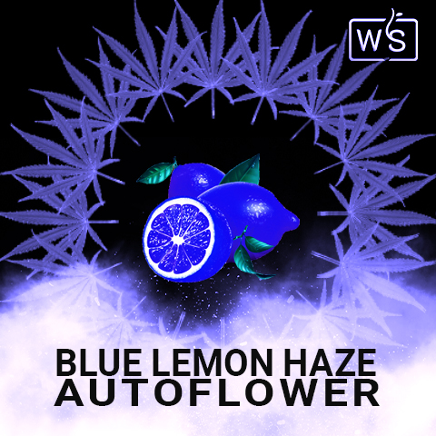 Blue Lemon Haze Auto Fem-4000