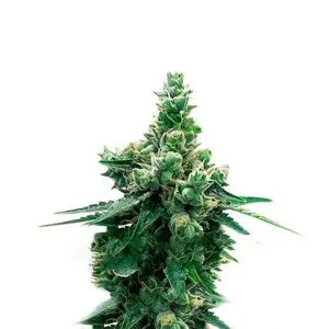 Blue Lyly Sour Kush Photo Fem-0