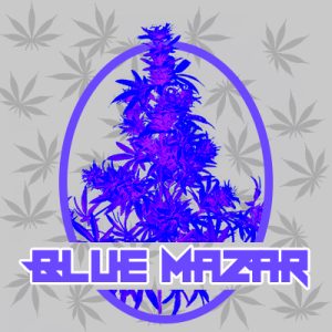 Blue Mazar Photo Fem-1856