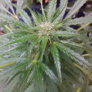 Blue Mazar Photo Fem-1854