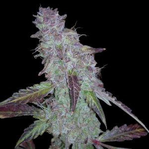 Blue Mazar Photo Fem-0
