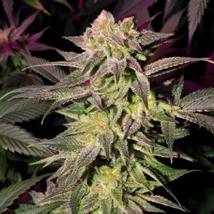 Blue Moonrocks Photo Fem-0